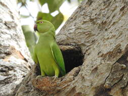 Image of Ring-necked Parakeet