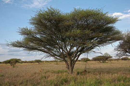 Vachellia tortilis (Forssk.) Galasso & Banfi的圖片