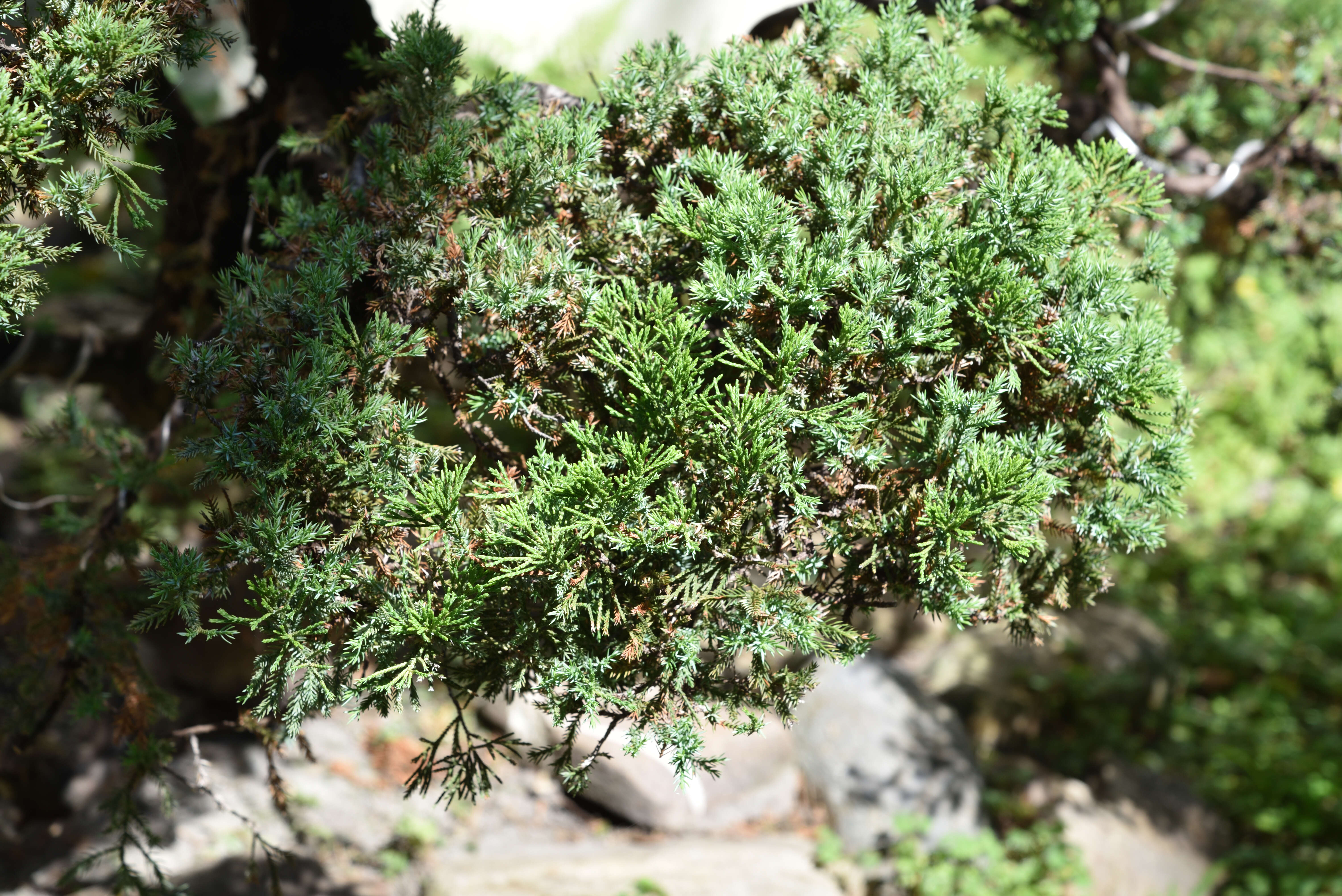 Imagem de Juniperus virginiana L.