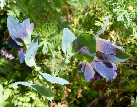 Image of honeywort