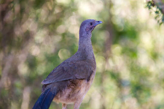 Image de Ortalide chacamel