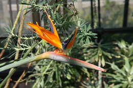 Image of Strelitzia juncea (Ker Gawl.) Link