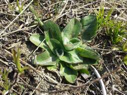 Image of Hypochaeris maculata L.