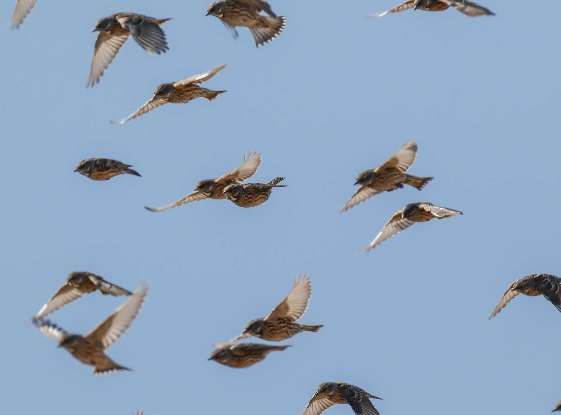 Image of Altai Accentor