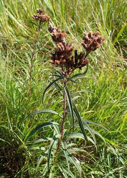 Image of prairie ironweed