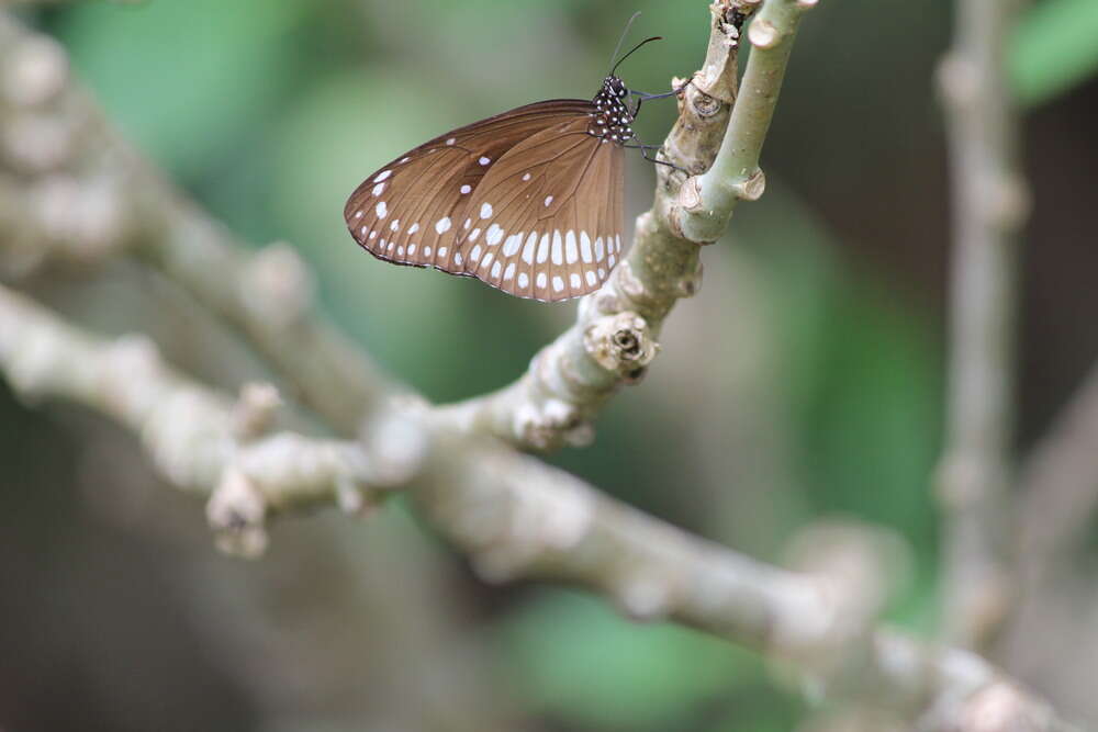 صورة Euploea core Cramer 1780