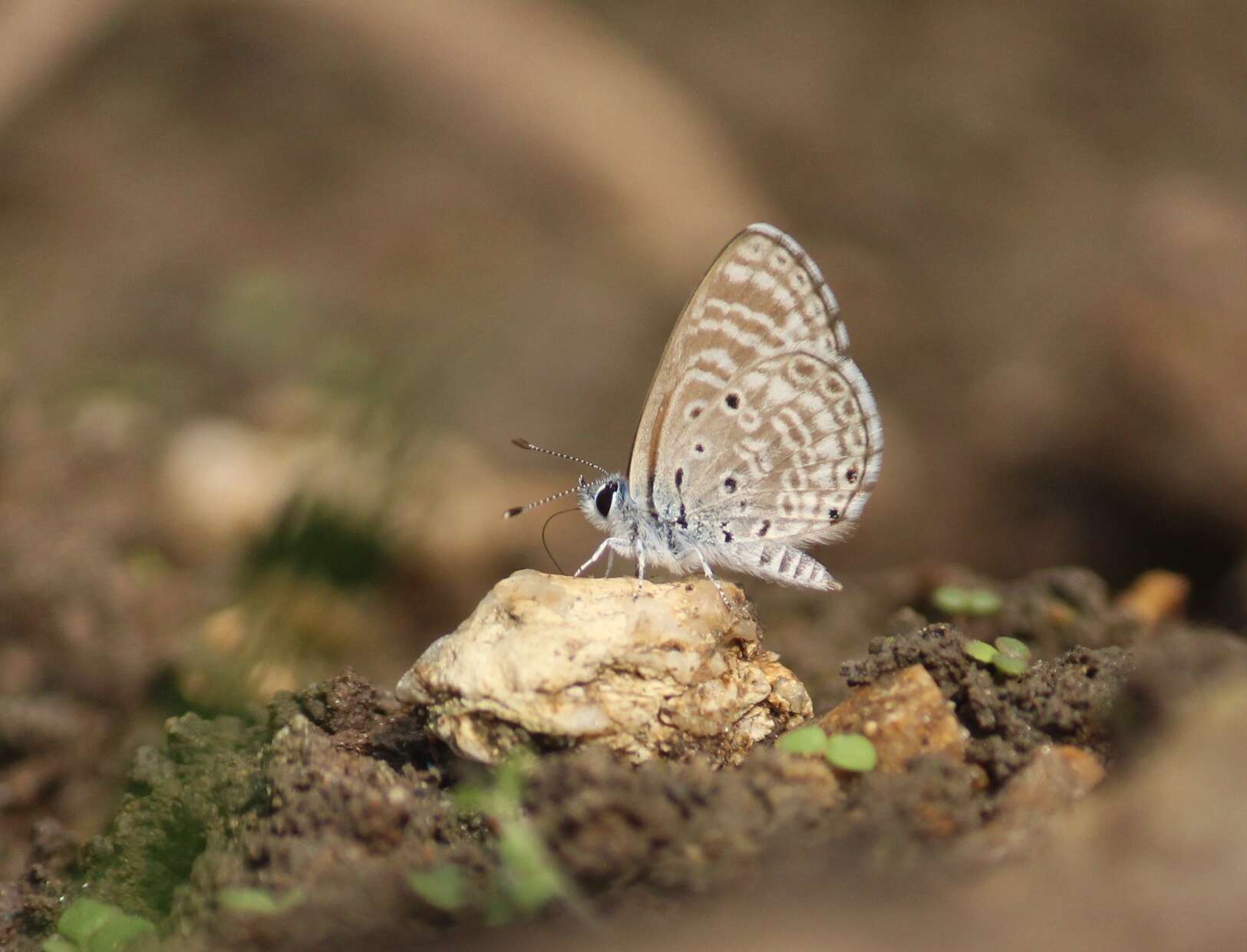 Image of Bright Babul Blue