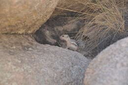 Image of white-tailed antelope squirrel