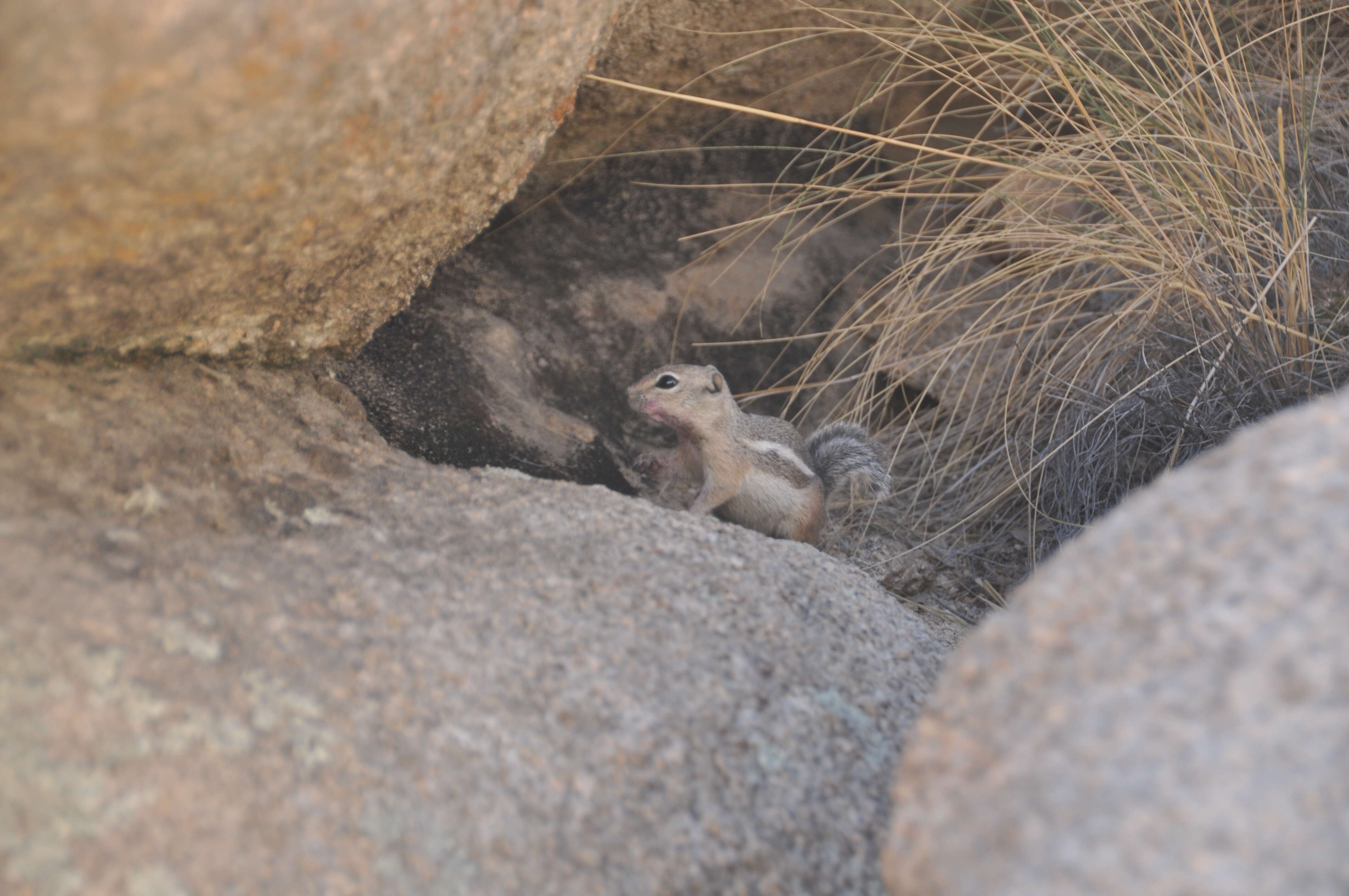 Image of white-tailed antelope squirrel