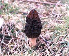 Image of Black Morel