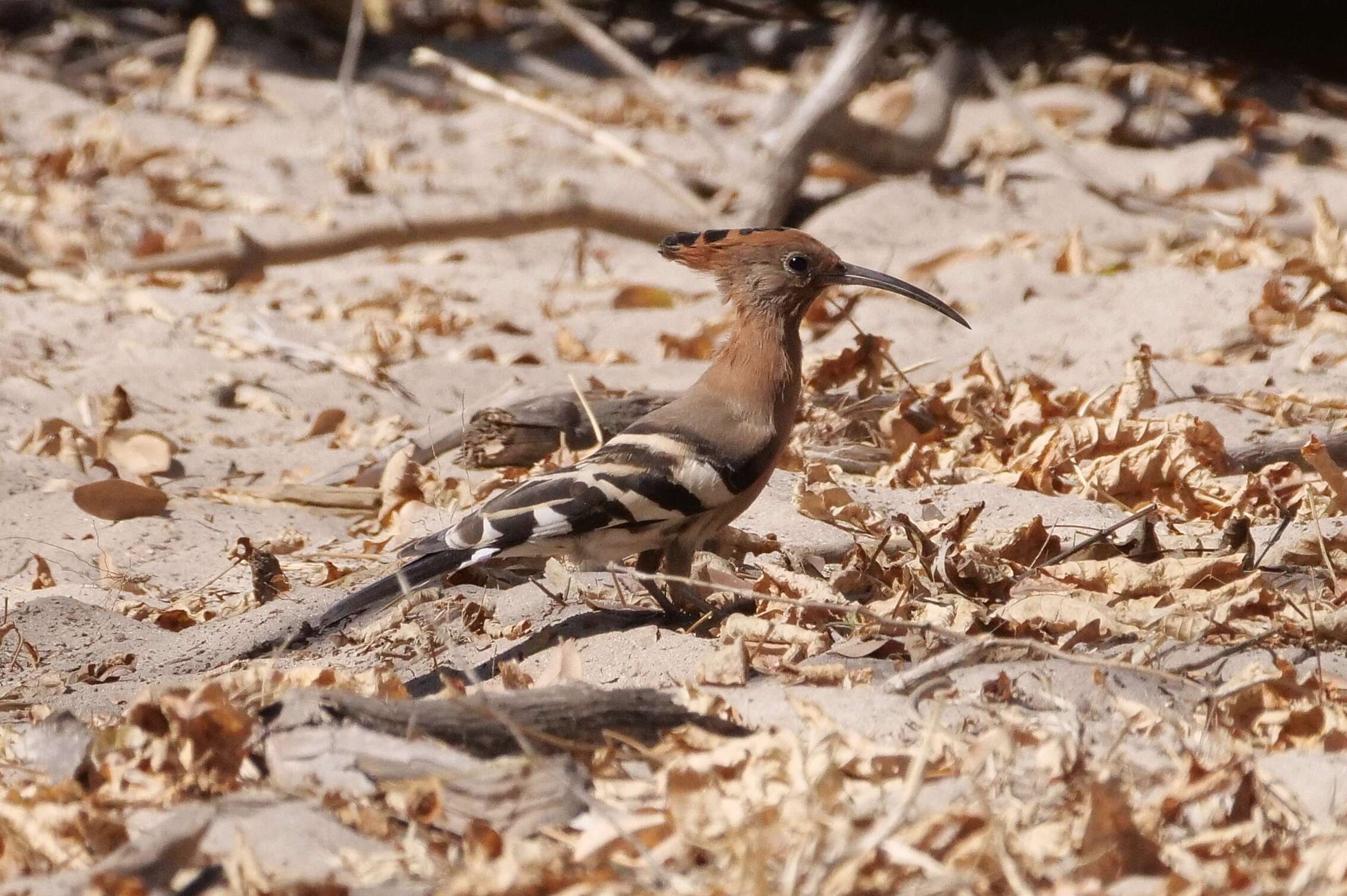 Image of African Hoopoe