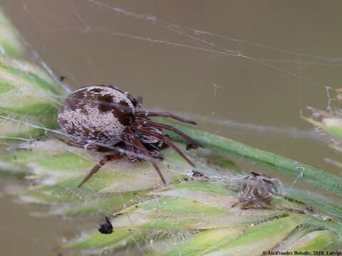 Sivun Dictyna arundinacea (Linnaeus 1758) kuva