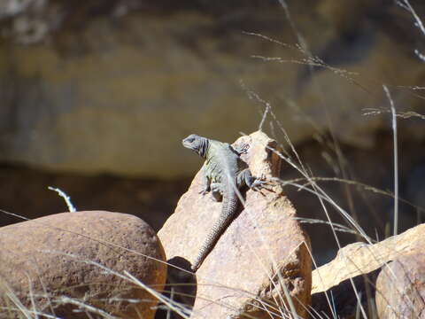 Image of Mountain lizards