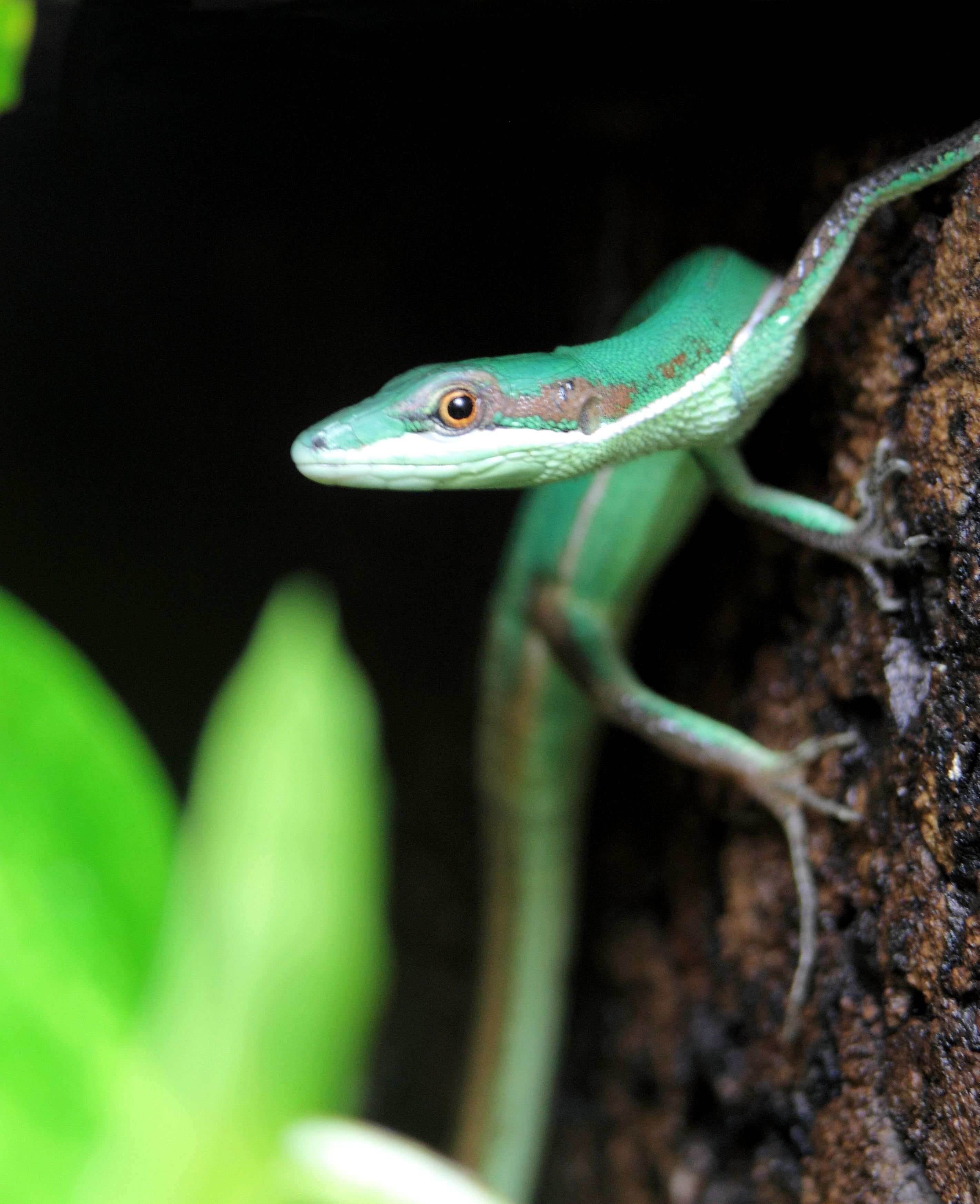 Image of Grass lizards