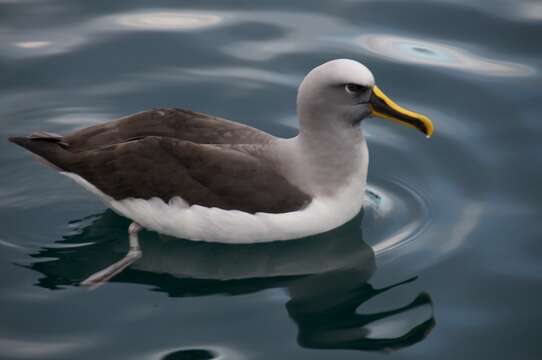 Image of Buller's Albatross