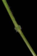 Image of false broom