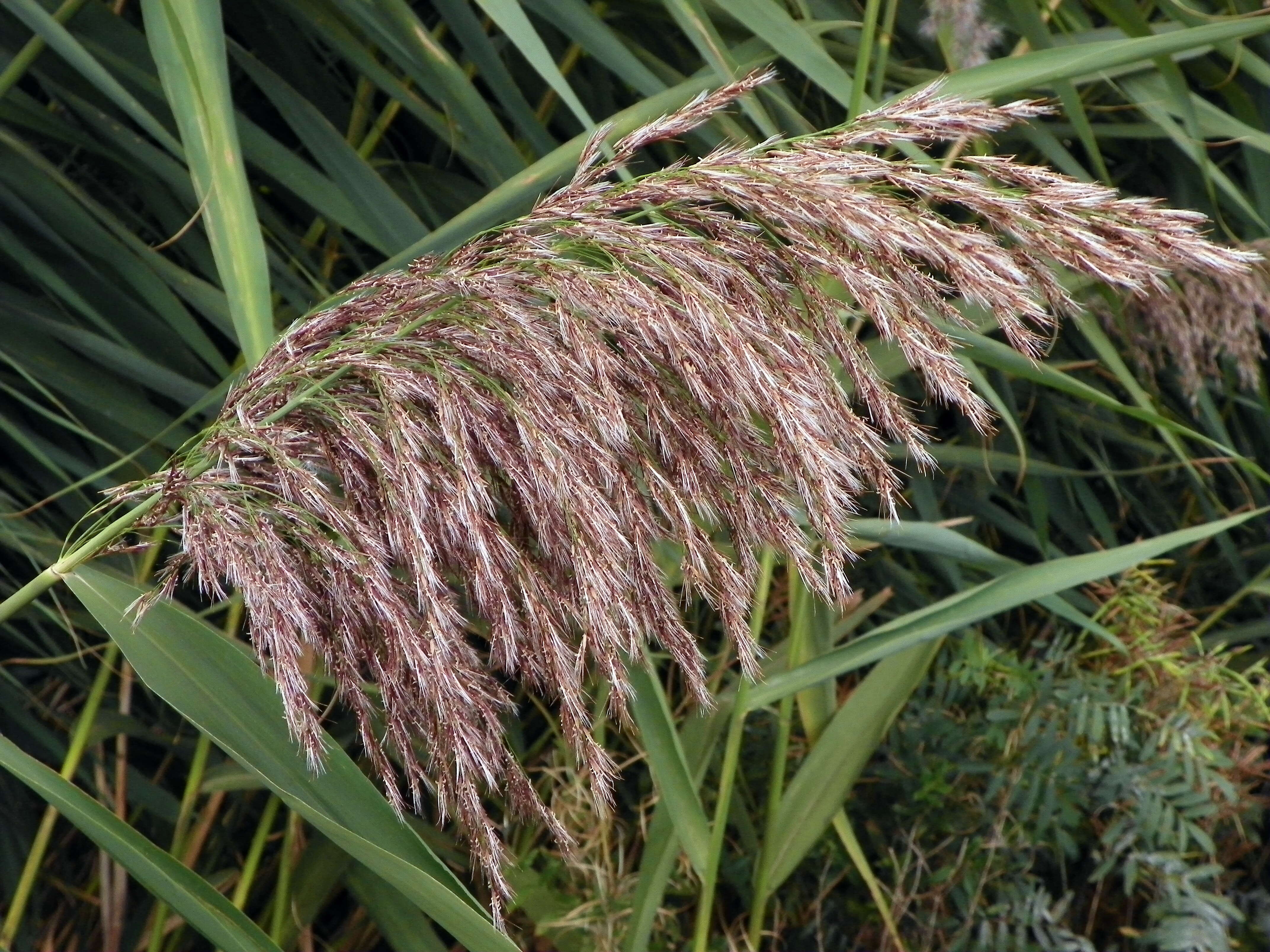 Image of common reed