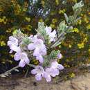 Image of Prostanthera ammophila B. J. Conn