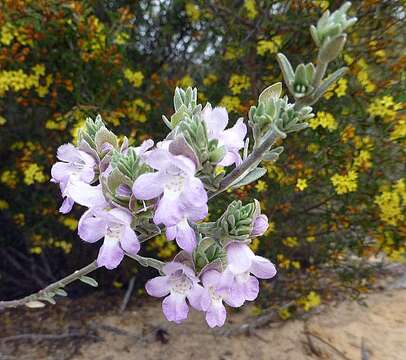 Prostanthera ammophila B. J. Conn resmi