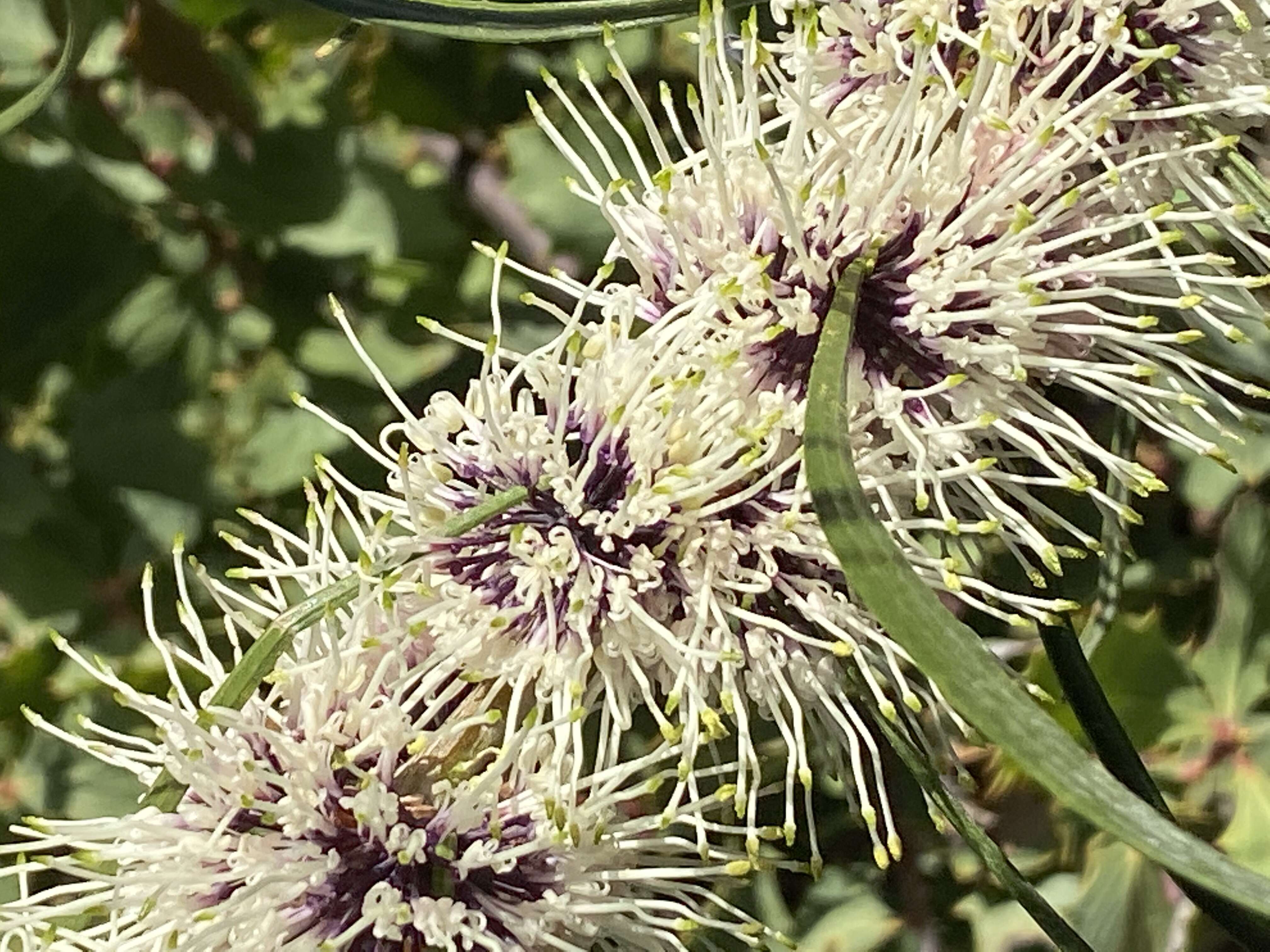 Image de Hakea scoparia Meissner