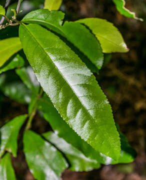 Image of Shrubby honeysuckle