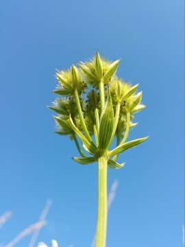 Orlaya grandiflora (L.) Hoffm. resmi