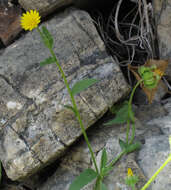 Image of field marigold