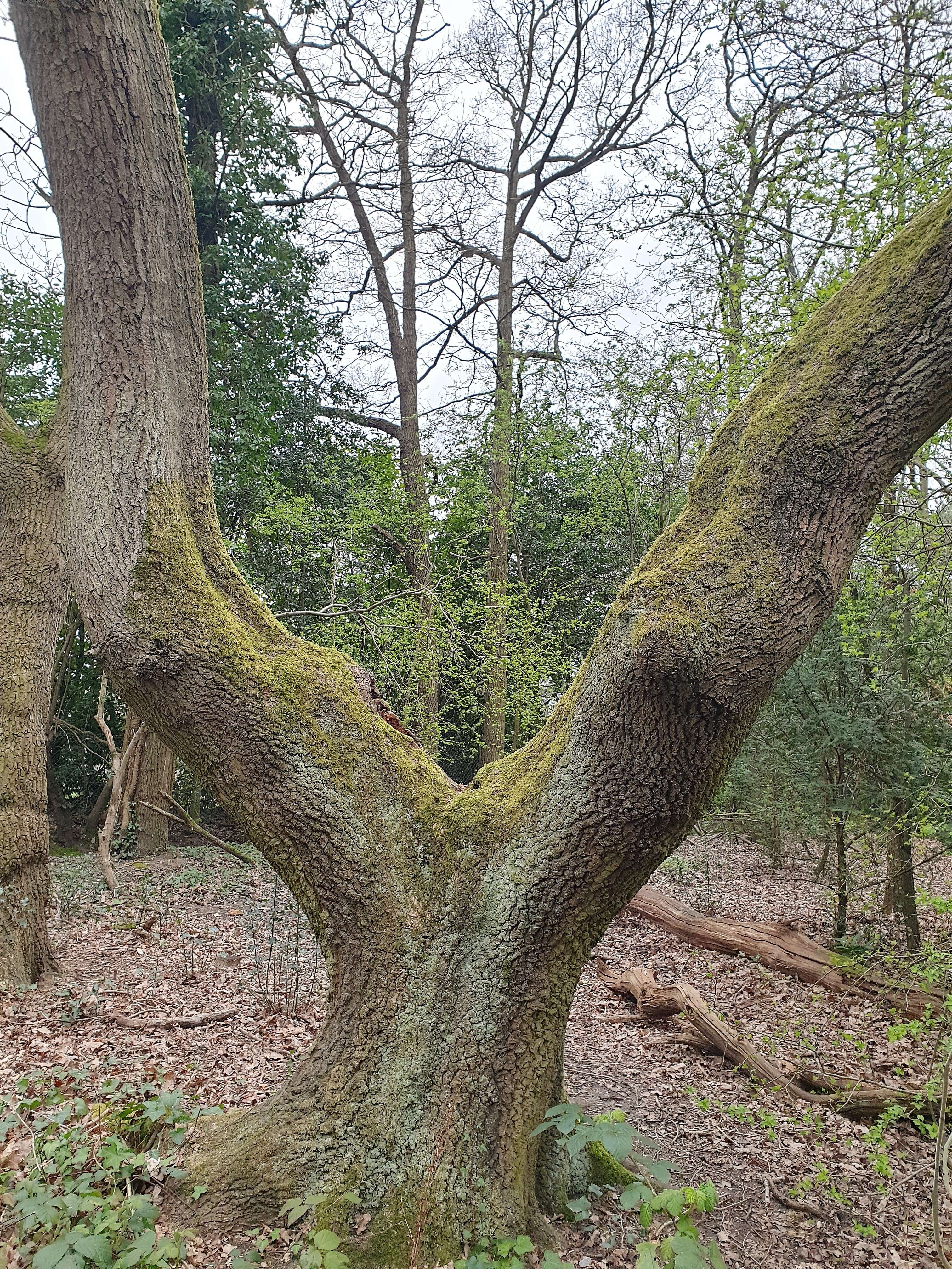 Image of tortula moss