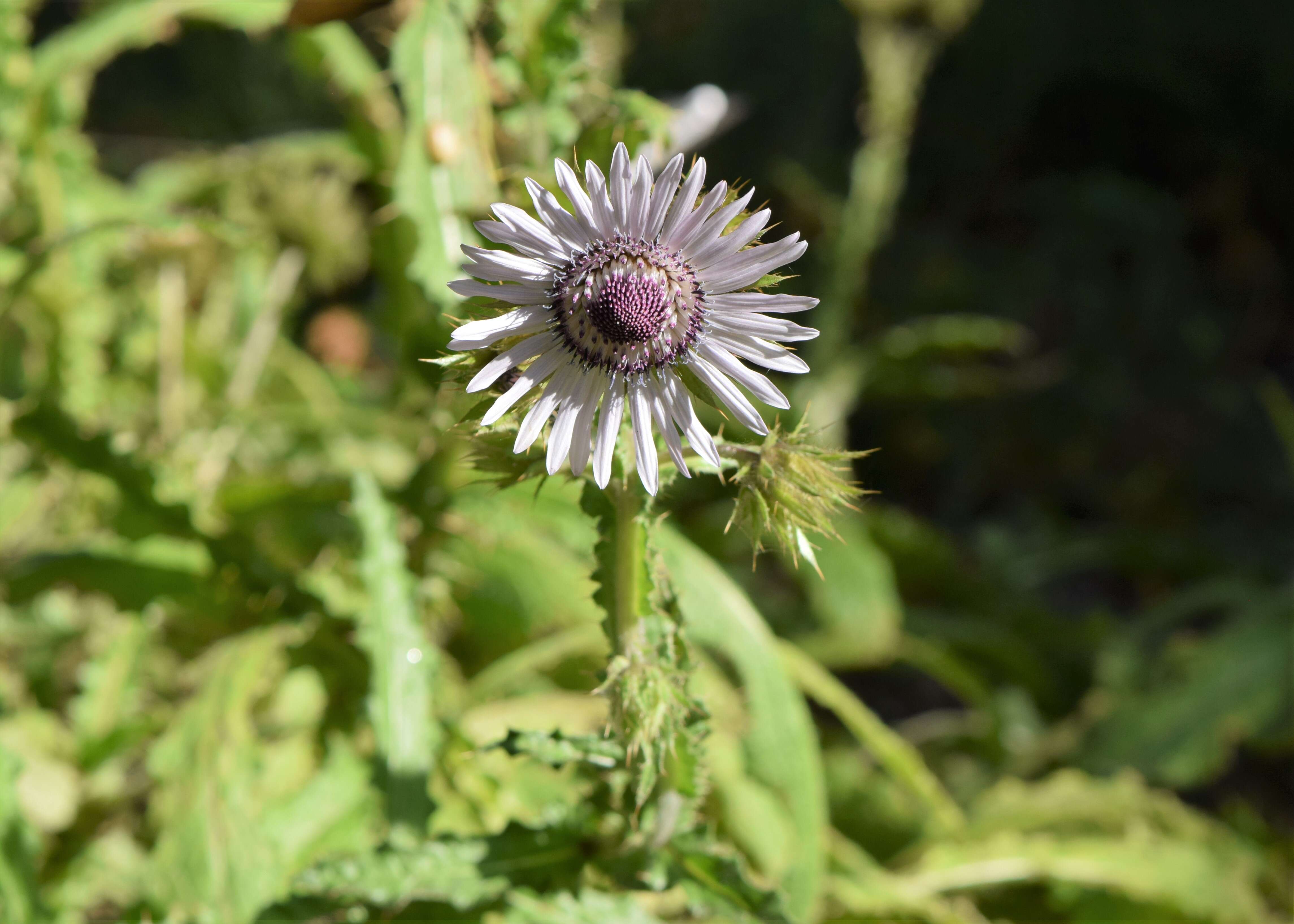 Image of Berkheya purpurea (DC.) Benth. & Hook. fil. ex Mast.