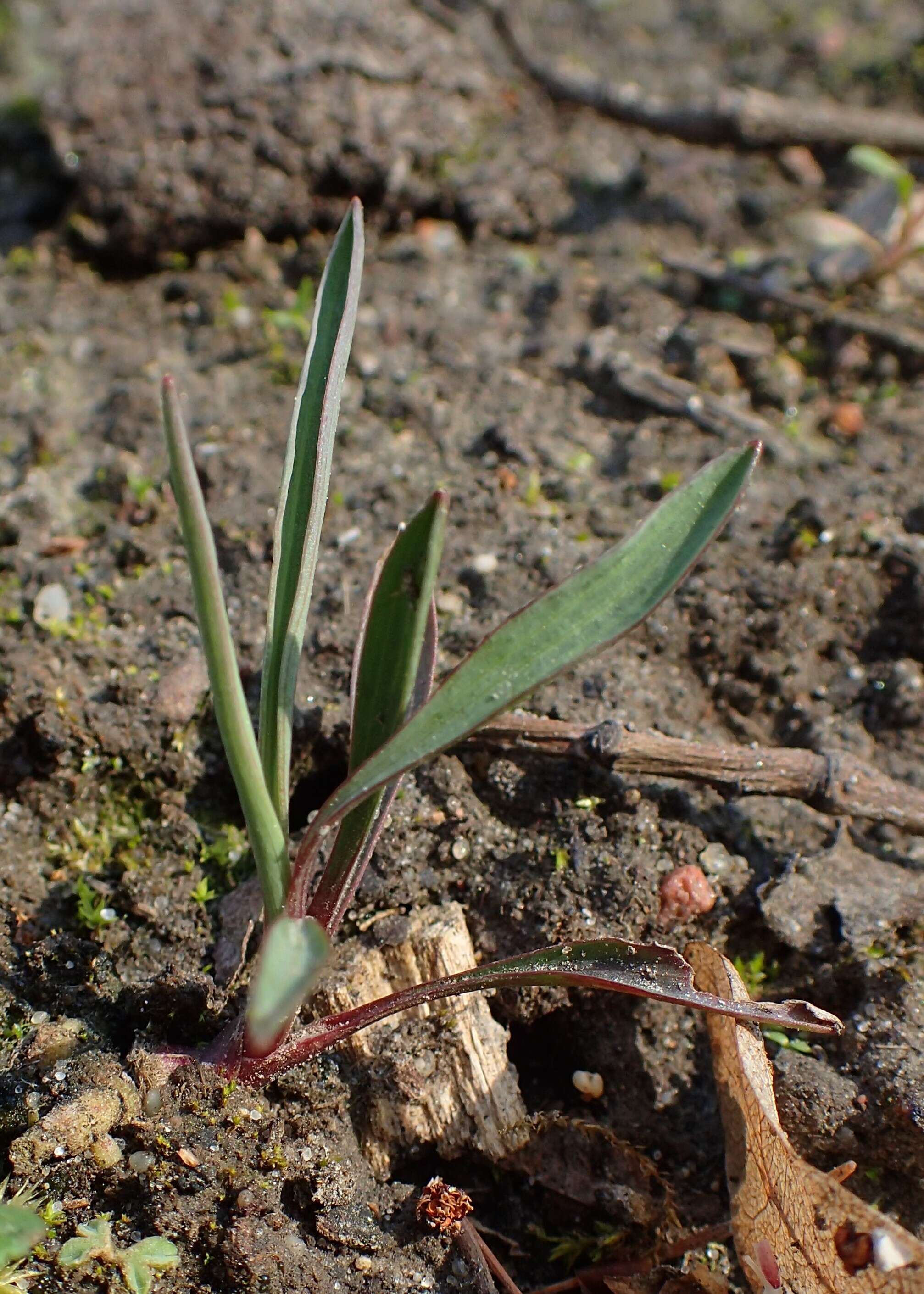 Image of Ranunculus gramineus L.
