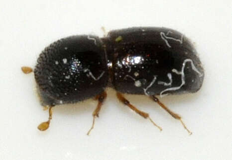 Image of Bark beetle