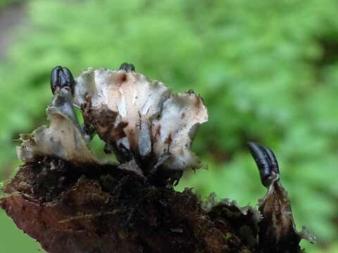 Image of Peltigera neckeri