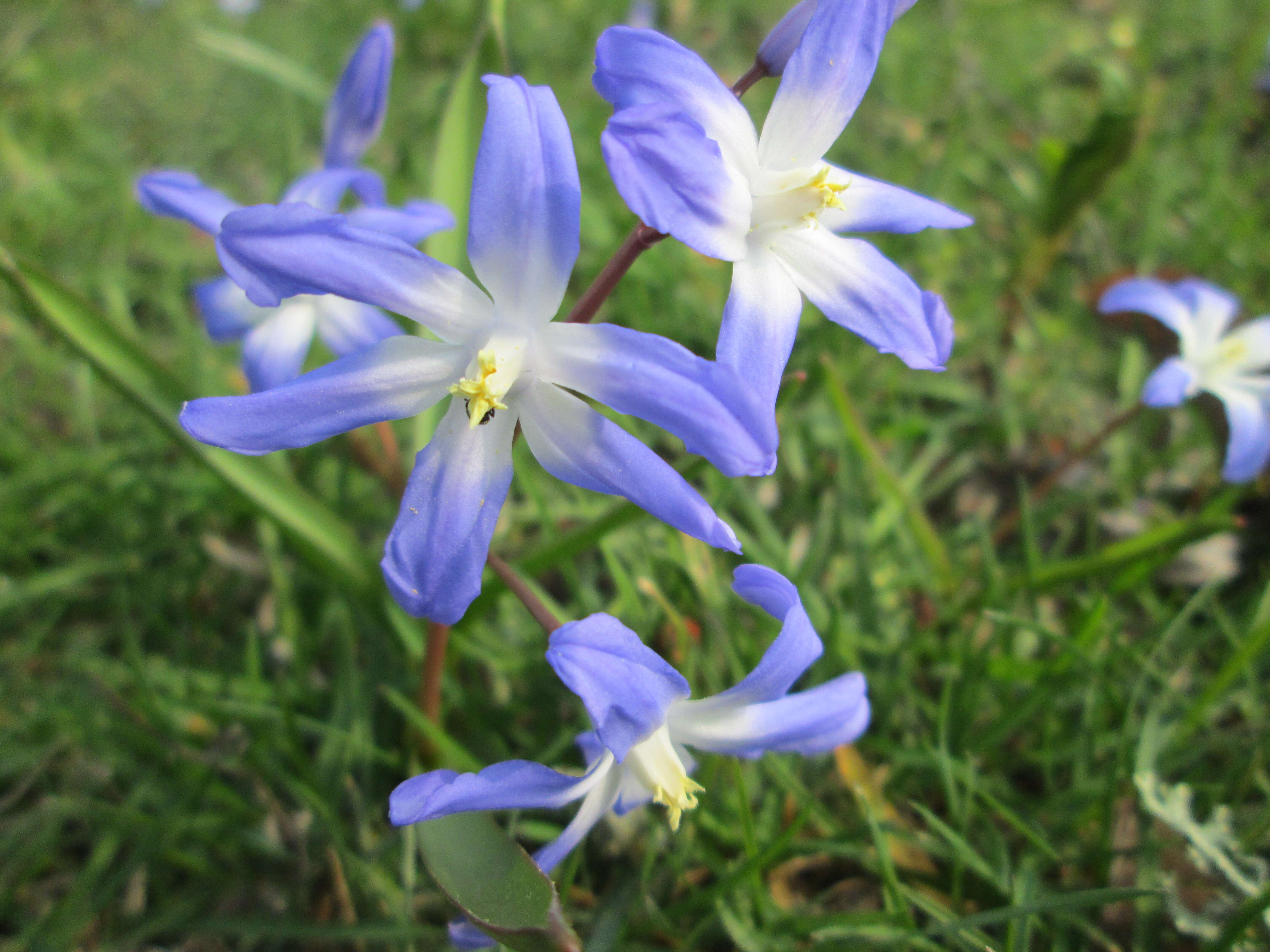 Image de Scilla luciliae (Boiss.) Speta