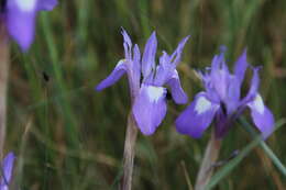 Image of Barbary Nut Iris