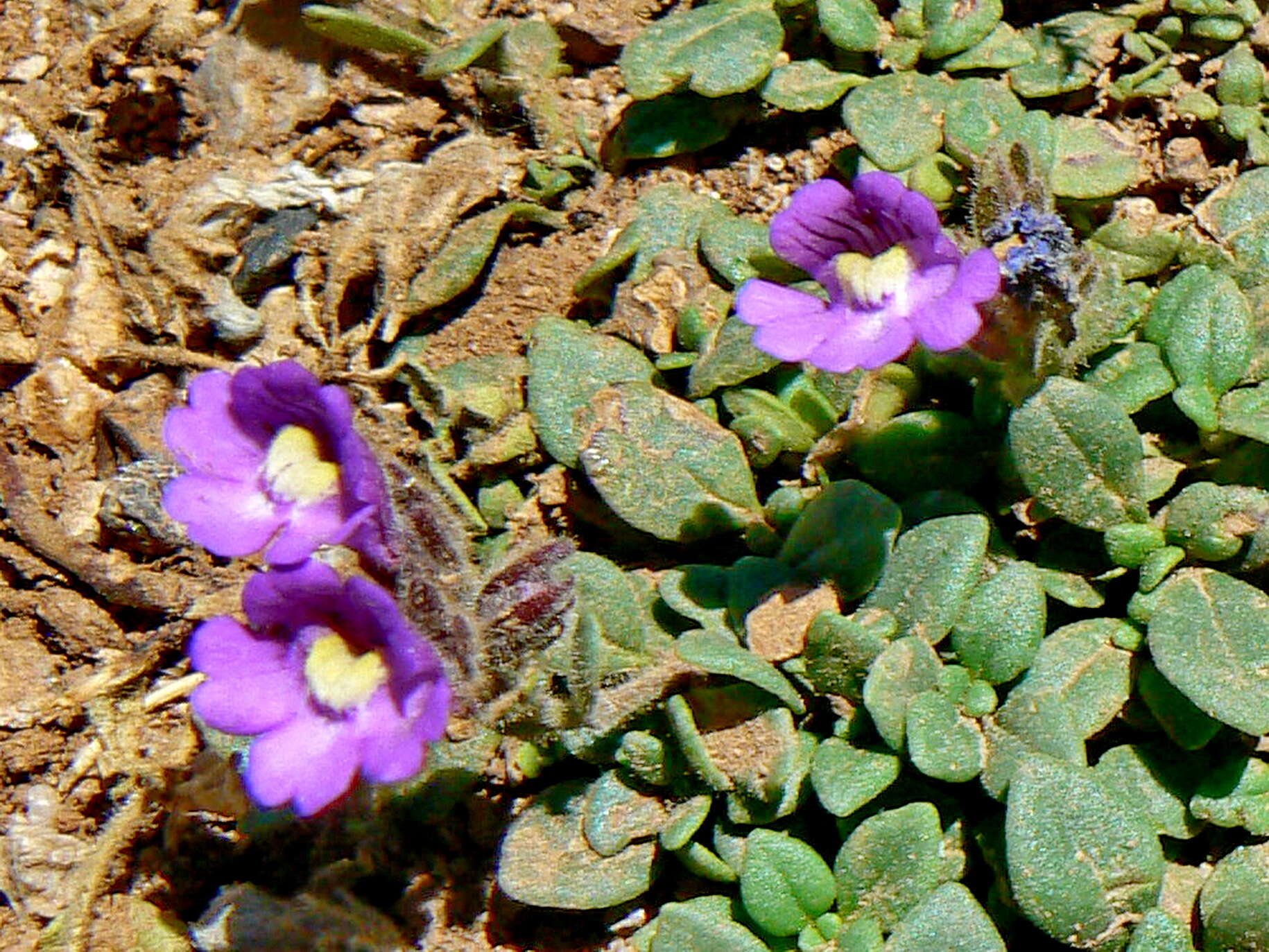 Image of Chaenorhinum origanifolium (L.) Fourr.