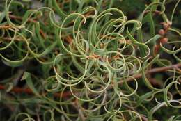 Plancia ëd Hakea stenocarpa R. Br.