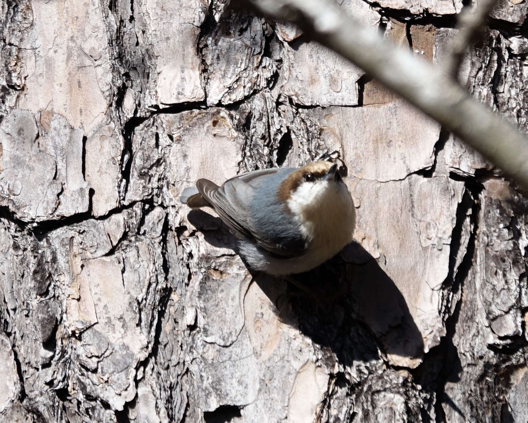 Image of Brown-headed Nuthatch