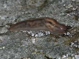 Image of Limax Linnaeus 1758