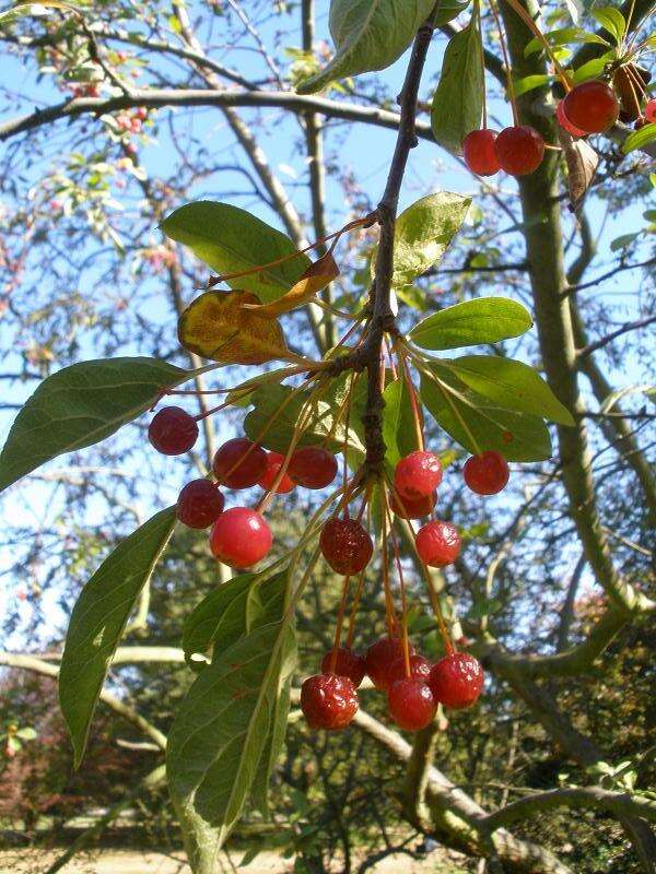 Image of sour cherry