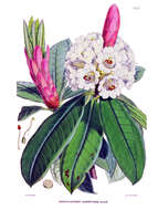 Image of Rhododendron grande Wight