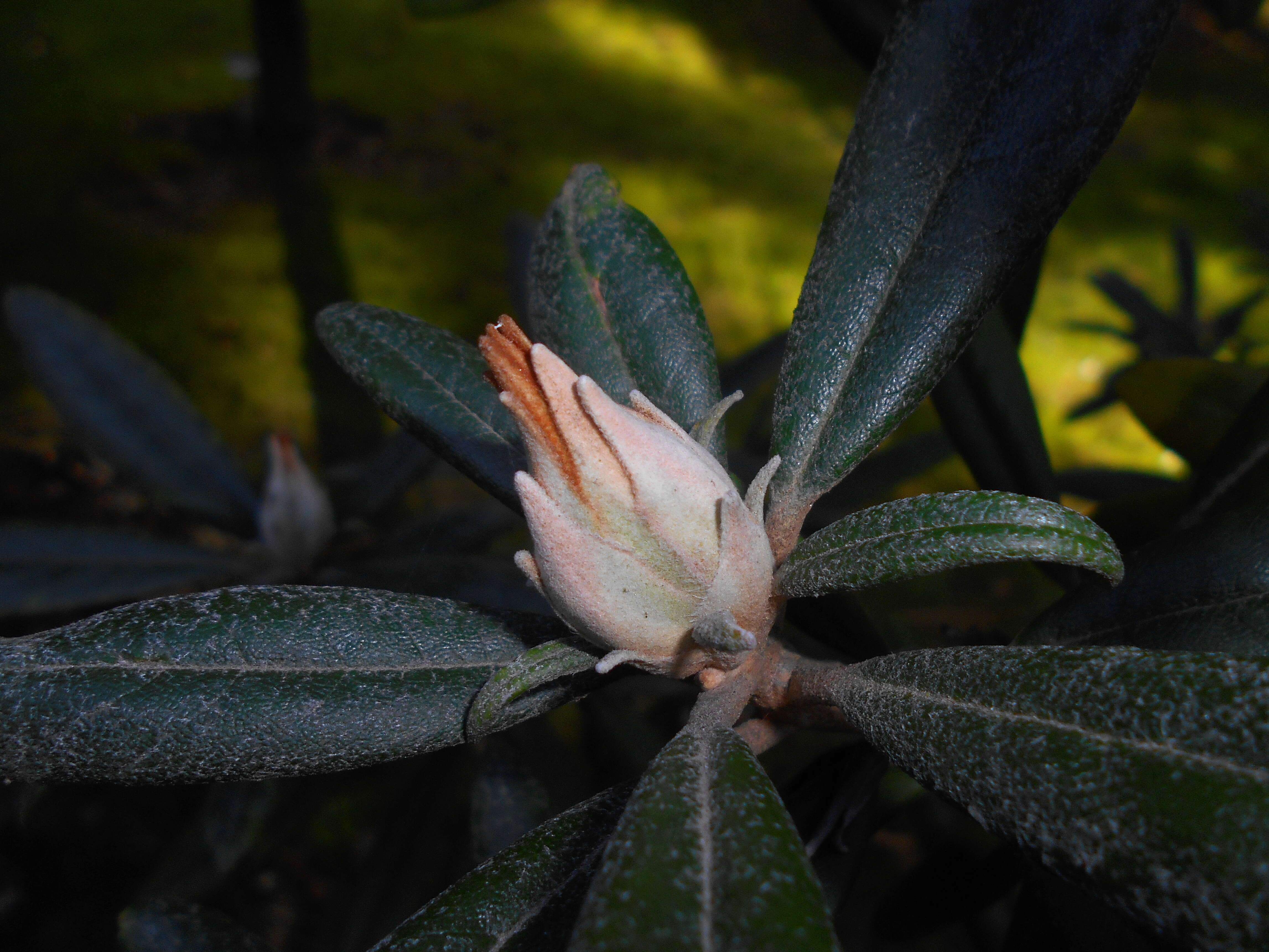 Image of Rhododendron smirnowii Trautv.