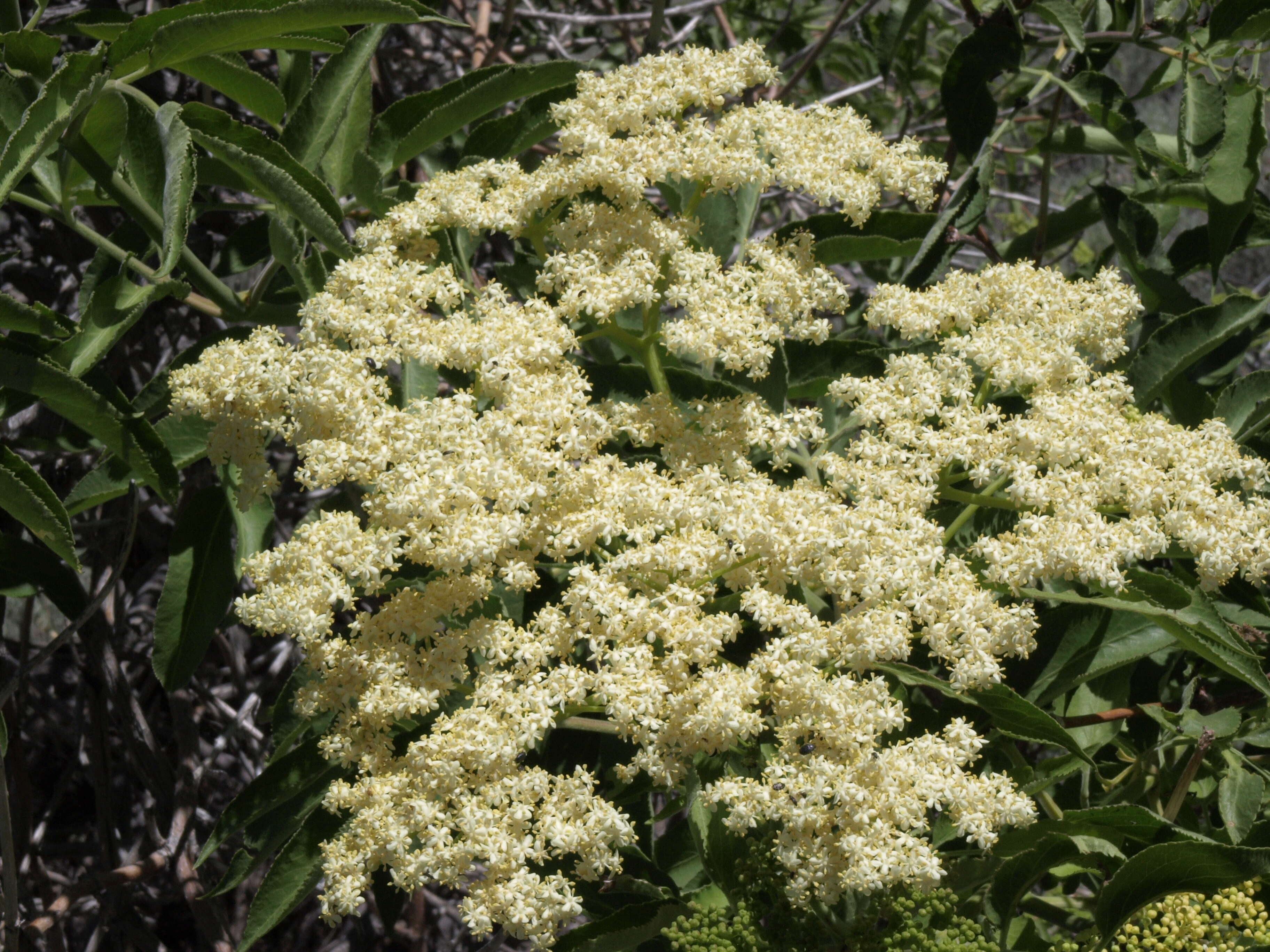 Image of Sambucus cerulea