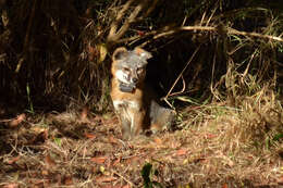 Image of California Channel Island Fox