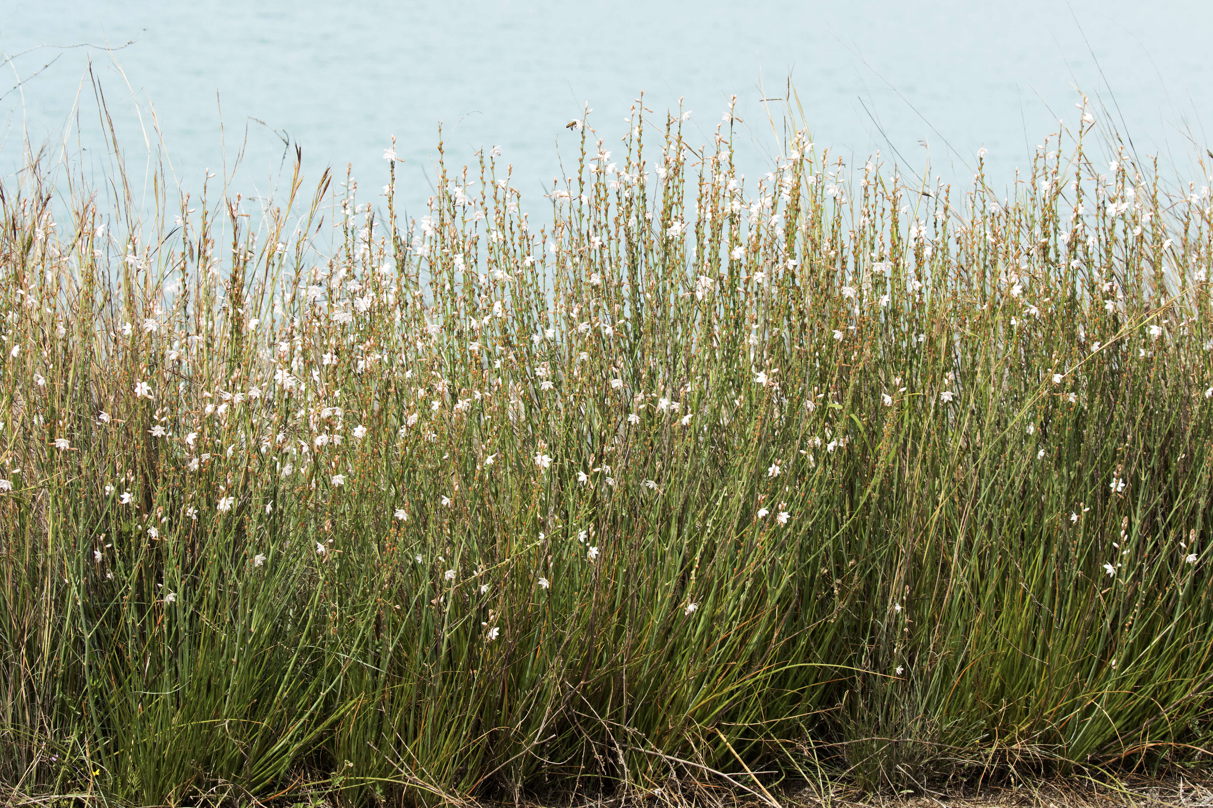 Image of onionweed