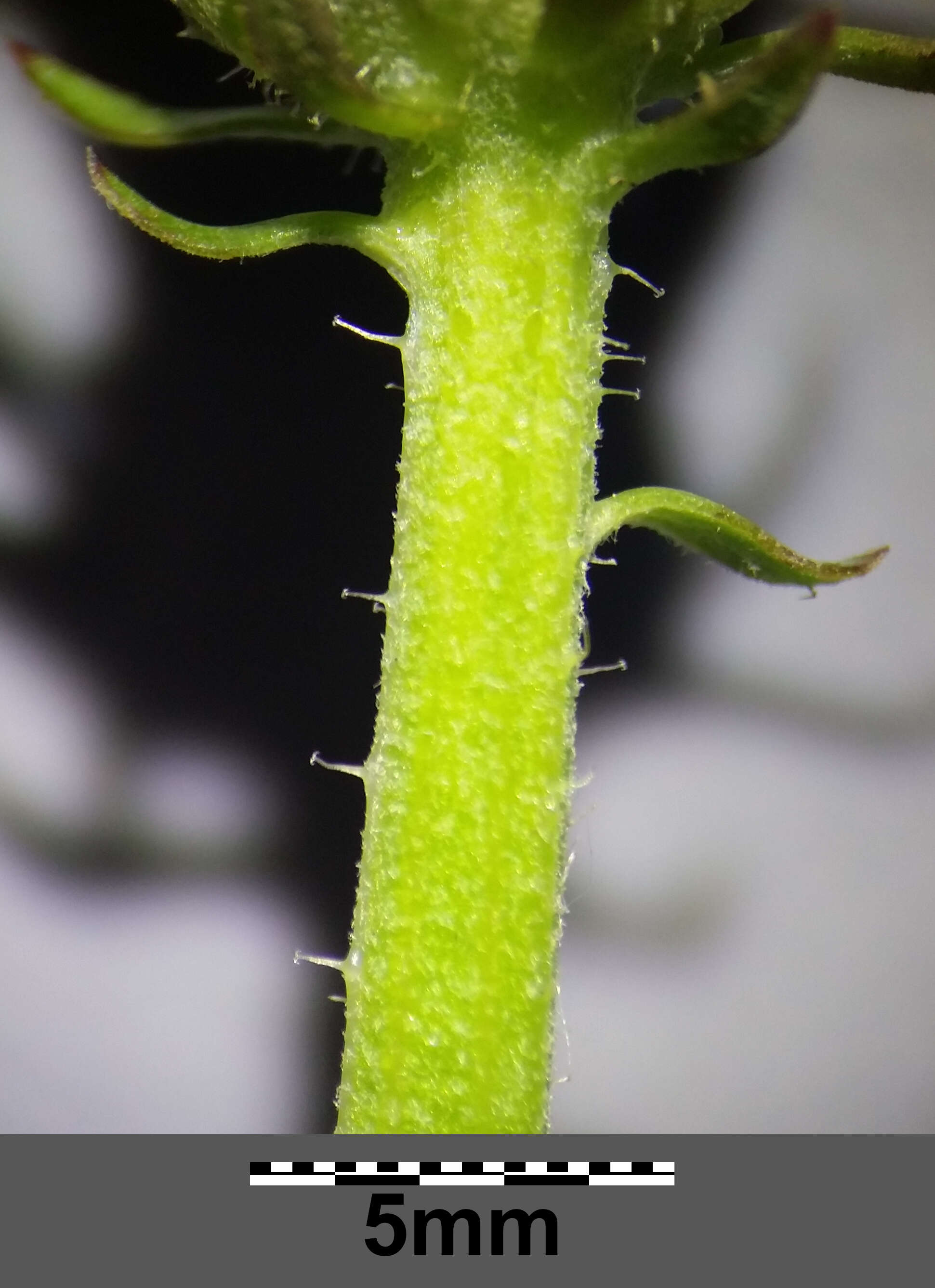 Image of hawkweed oxtongue