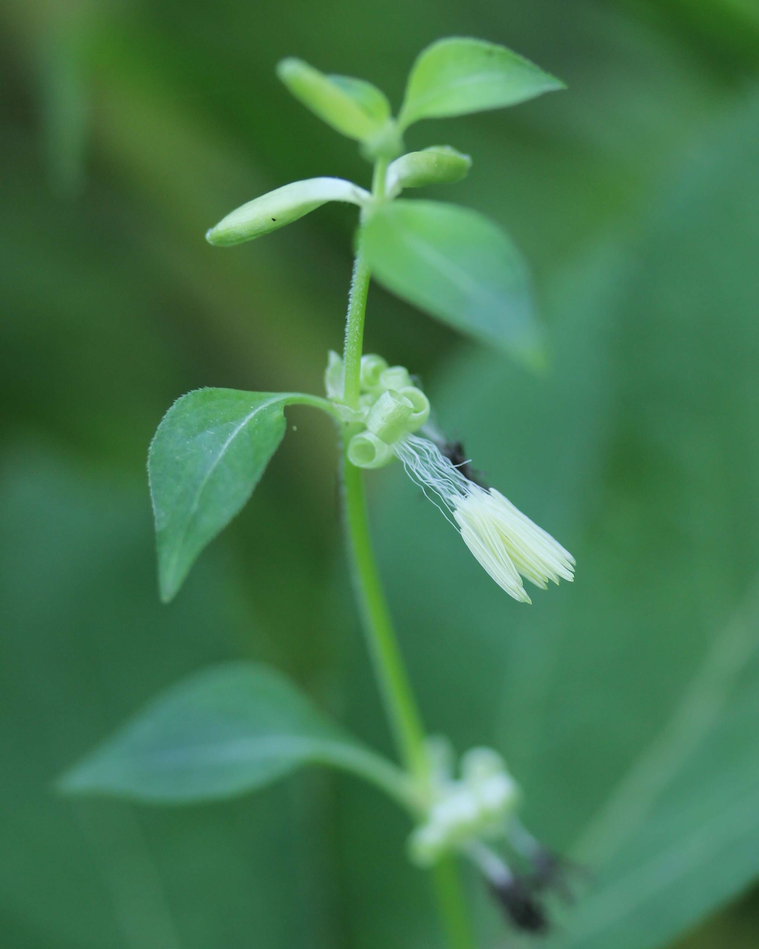 Image of Theligonum