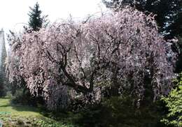 Image of Prunus spachiana (Lavallee ex H. Otto) Kitamura