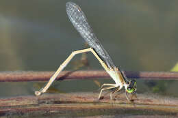 Image of Senegal bluetail