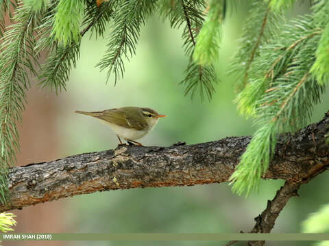 Plancia ëd Phylloscopus occipitalis (Blyth 1845)