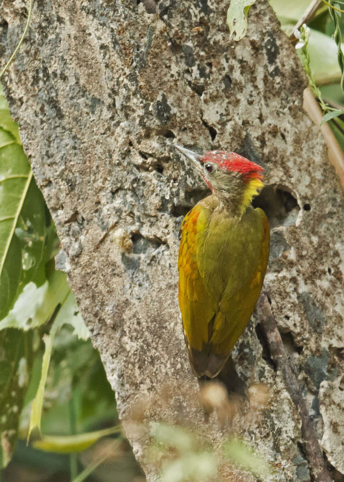 Picus chlorolophus Vieillot 1818 resmi